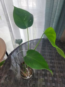 Monstera Albo Borsigiana 