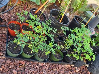 Moringa  and  Hawaiian Papaya Seedlings in Pots