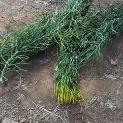 Free Fire Stick Succulent Clippings
