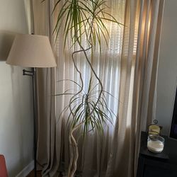 Dracaena Houseplant (Dragon Tree)