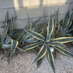 Various Agave Plants