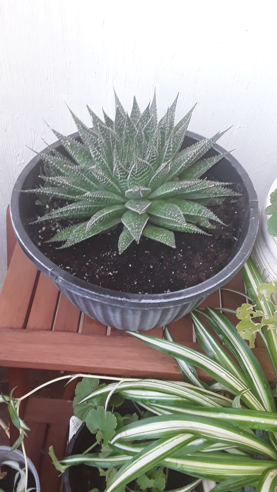 Aloe Aristata Succulent Plant