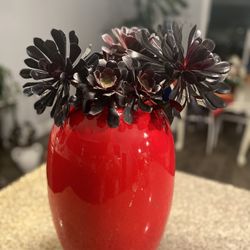 Black Succulents With Tall Red Yard Decor Pot 