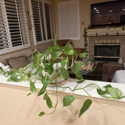 Indoor plant. Thriving!!