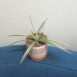 Spider Plant In Ceramic Pot