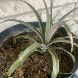 Nice plant for home!  Please !