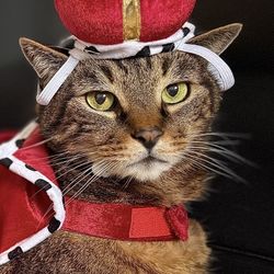 👑 Cat Costume – Royal King Cape & Crown (Size S/M)