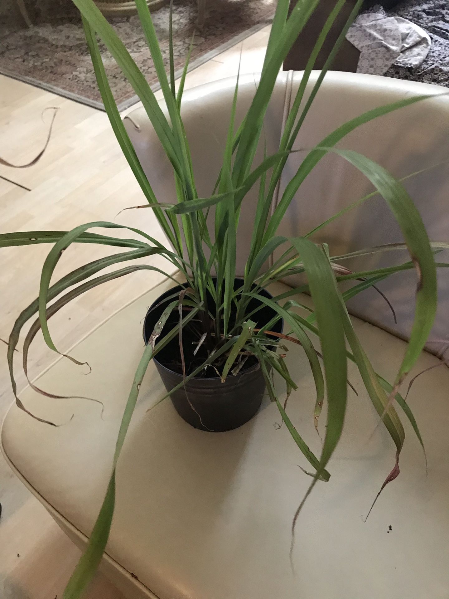 Lemon grass.