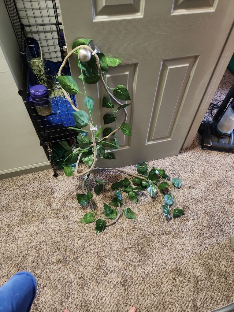 Vines