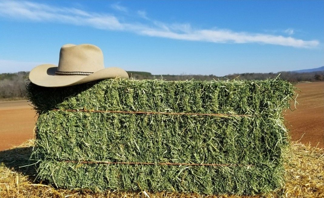Hay