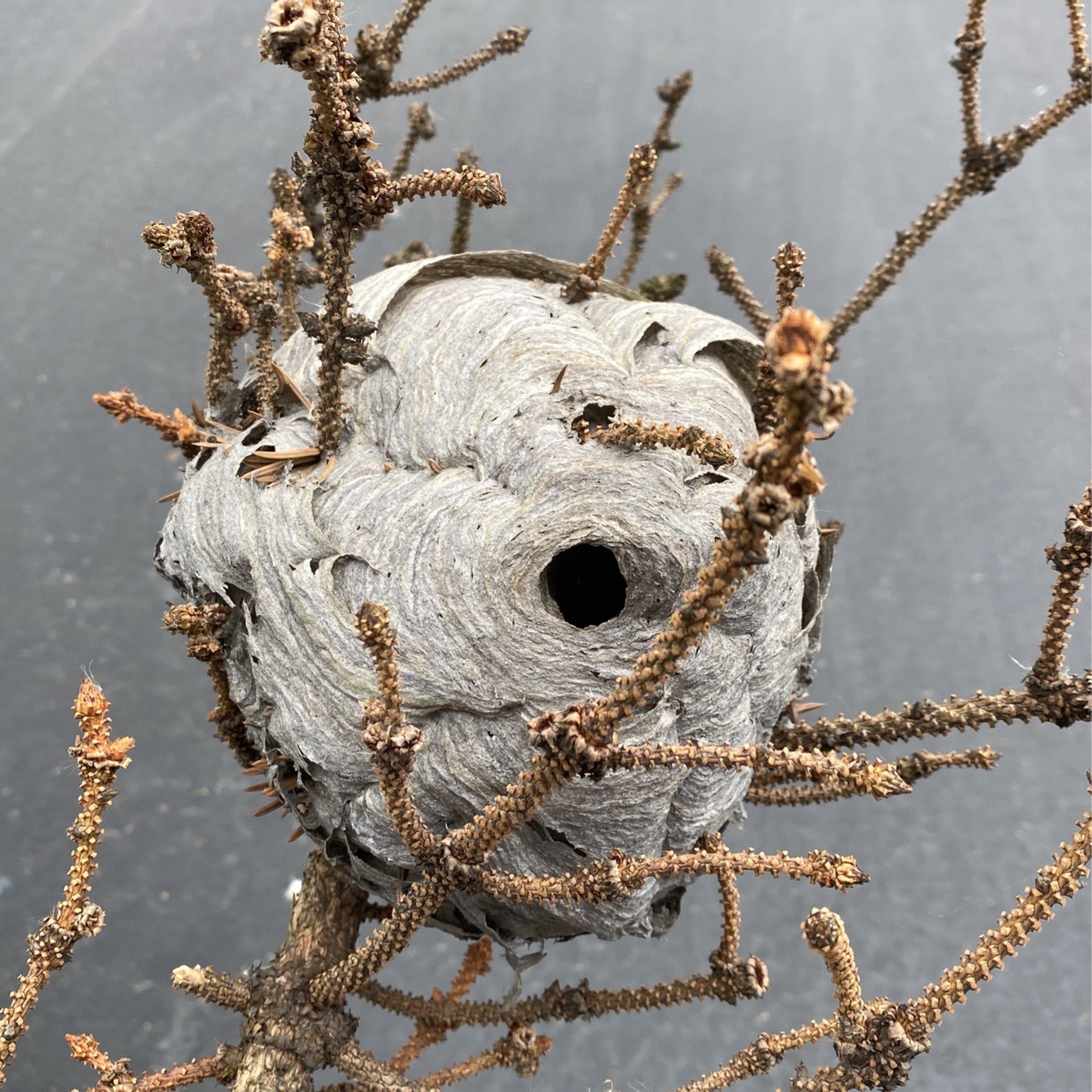 Hornets Nest