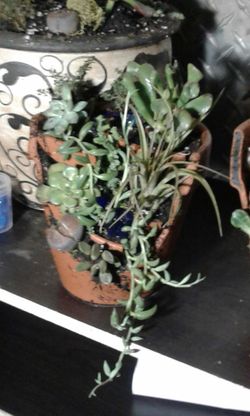 Handmade, terracotta pot succulent arrangements.