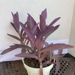 HERMOSAS PLANTAS NATURALES “ PURPLE HEART PLANT 