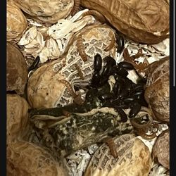 Peanut Beetle Larvae Starter Culture 