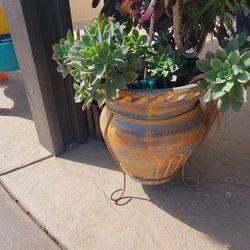 Planter Pot with aeoneum plant 🪴