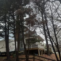 Tree Cut Around Charlotte 