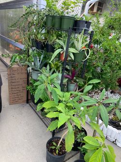Variety of outdoor plants at various prices, or make me an offer for all of them.