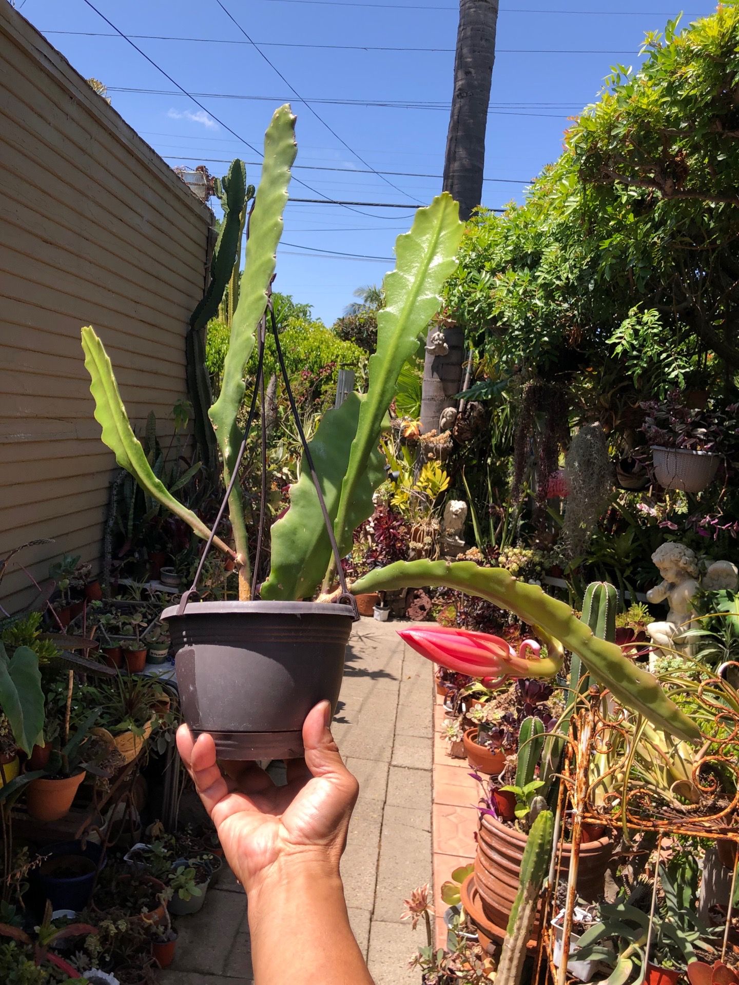 Pink Orchid Cactus Epiphyllum Plant
