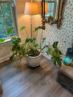 Lovely house plant and pot - HEAVY