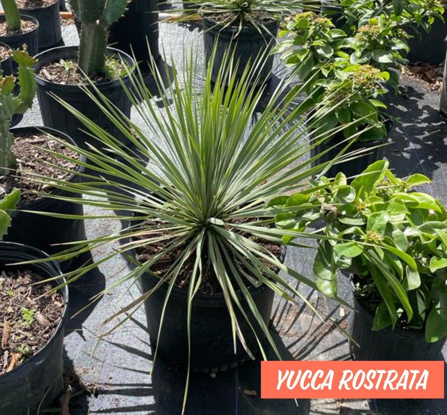 Yucca Rostrata Plant $200