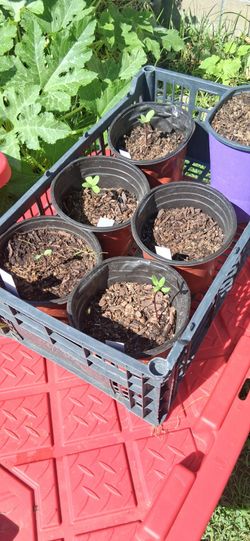 Starter Plants