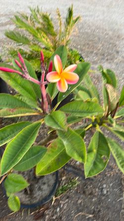 Plumeria