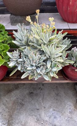 Planta