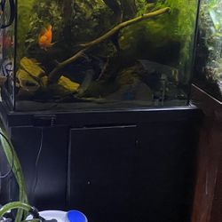 Unique Fish Tank And Stand