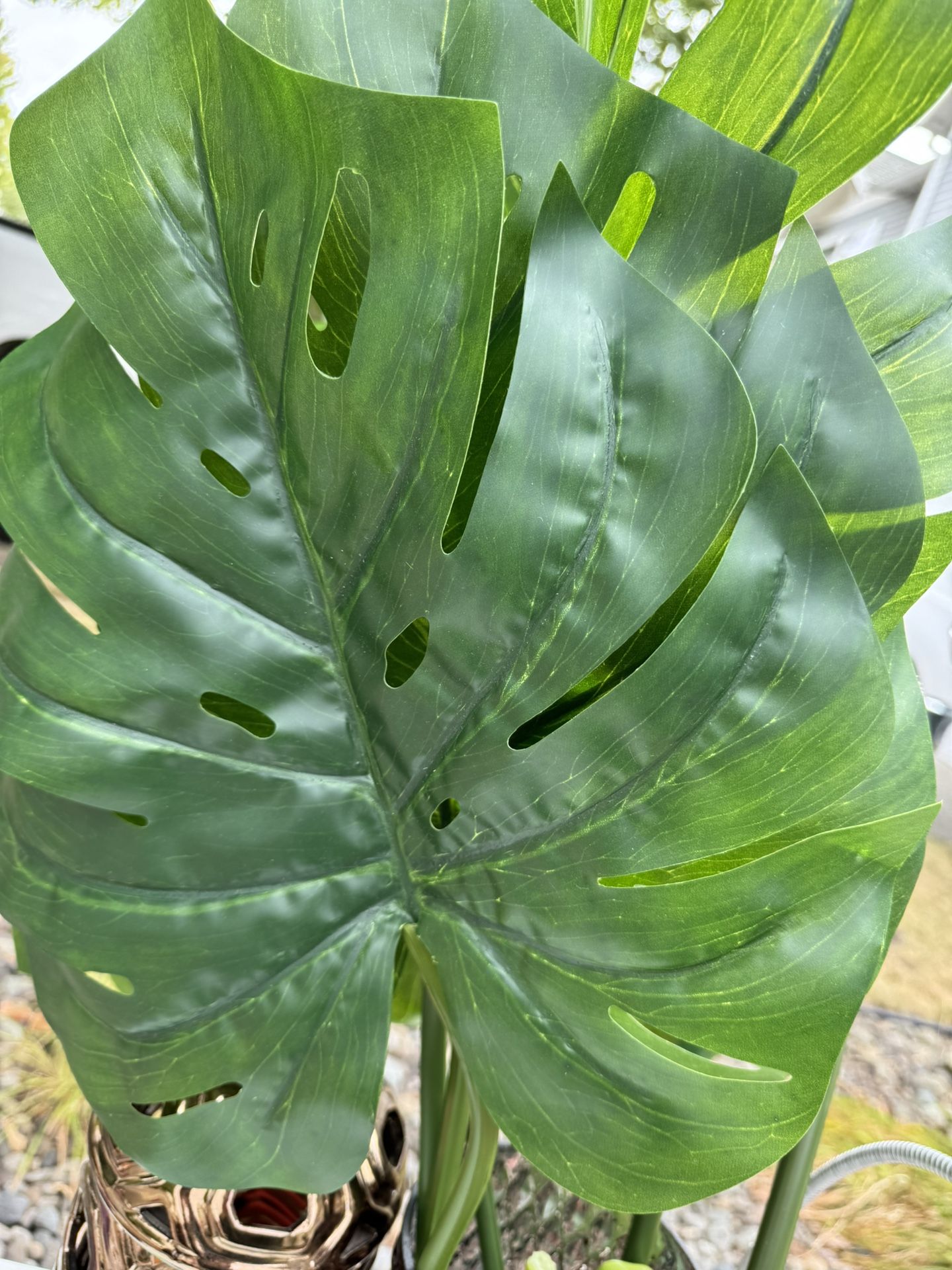 Large Tropical Leaves