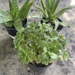 Bundle 3 Plants