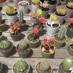 SUCCULENT PLANTS $7.00🪴