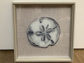 New Sand Dollar 3d Shadow Box Framed Picture 