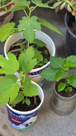 Fig plant