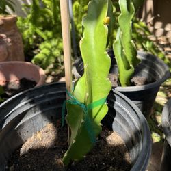 Strong Red Dragon Fruit Plants. 1~2 Foot