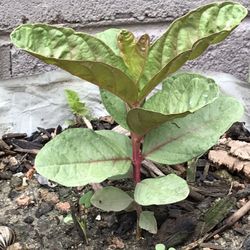 super guava tree