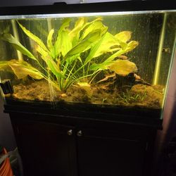 29 Gallon Fish Tank With Stand