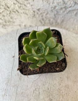 2 Inch Pot Succulent Plant - Echeveria Agavoides - Molded Wax - Rooted & Established - Drought Resistant 🪴 Baby Bridal Shower Favors