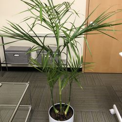 Bamboo Palm 4.5 Feet Tall