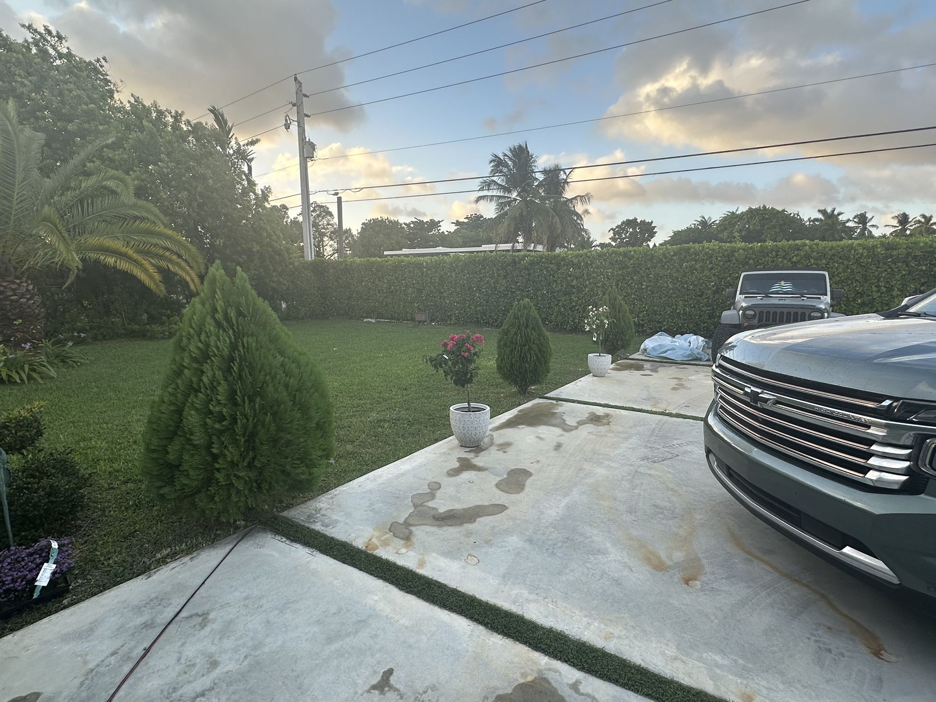 Three Healthy Arborvitae Plants Free ( Must Be Dug Out)