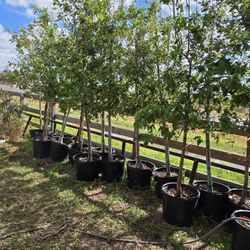 Monterrey Oak Trees 15gallon 10ft Tall 
