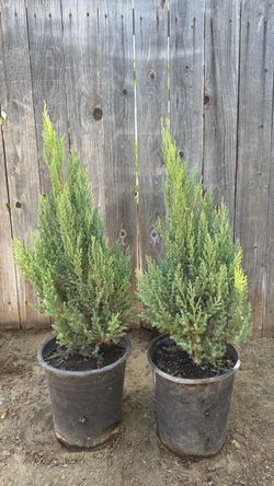 Pinos / Cypresse