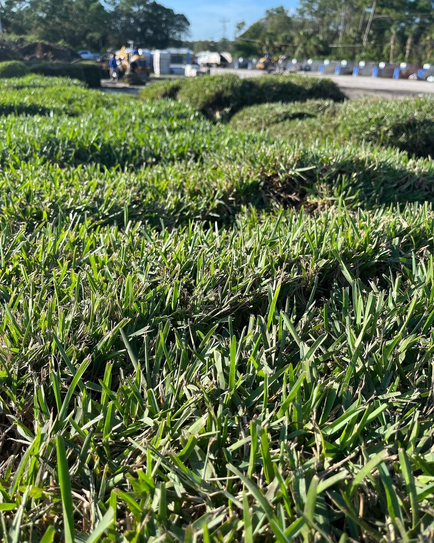 Fresh St Augustine Sod For Sale!!