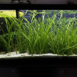 75G Tank W/everything