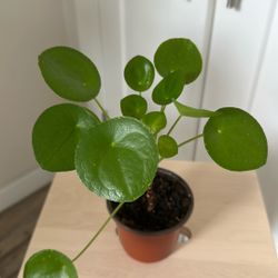 pilea peperomioides
