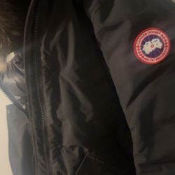 Canada goose