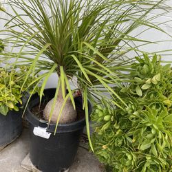 Plant For Sale