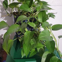 5 Misc Healthy House Plants All For 20 Bucks