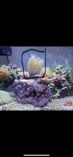 Pink Tip Torch Coral 