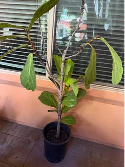 Fiddle Leaf Tree