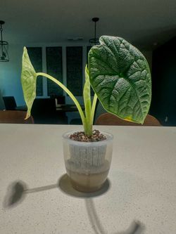 Alocasia Melo 1